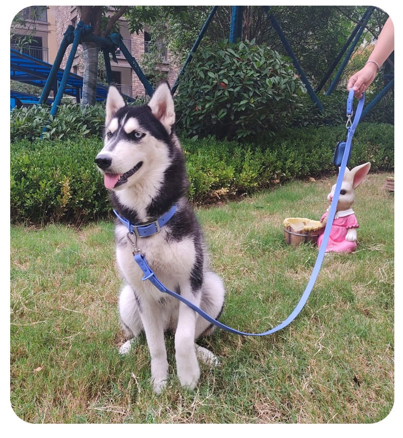 Husky wearing waterproof coated webbing dog collar and leash set outdoors