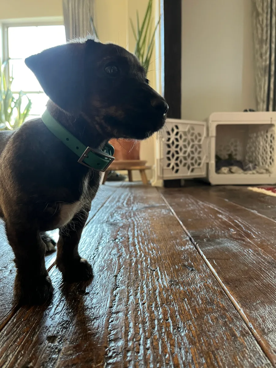 Black dog wearing a green MoonianPet waterproof dog collar indoors — smooth coated webbing causes no friction or coat damage unlike nylon