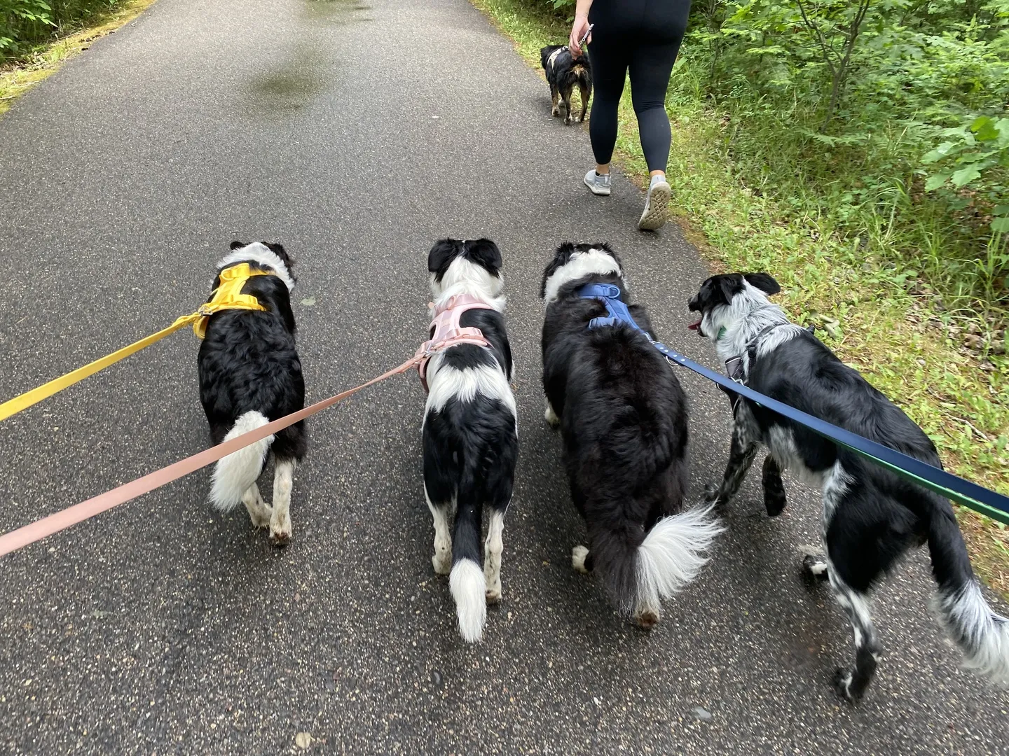 Multiple dogs walking on leads with MoonianPet yellow and blue waterproof coated webbing leashes — BioThane-style material outlasts leather under daily active outdoor use