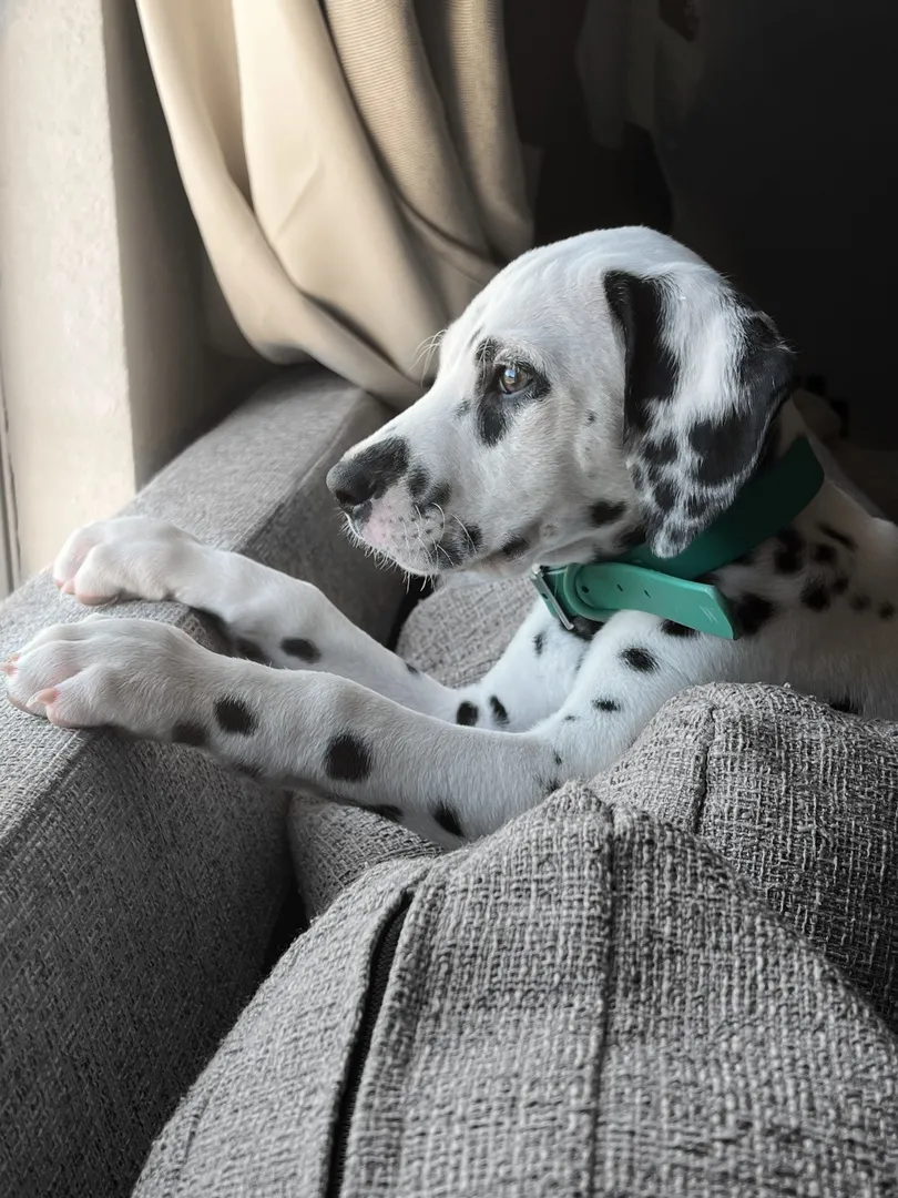 Dalmatian wearing a green MoonianPet waterproof dog collar indoors — bold solid colour works well against a complex spotted coat pattern