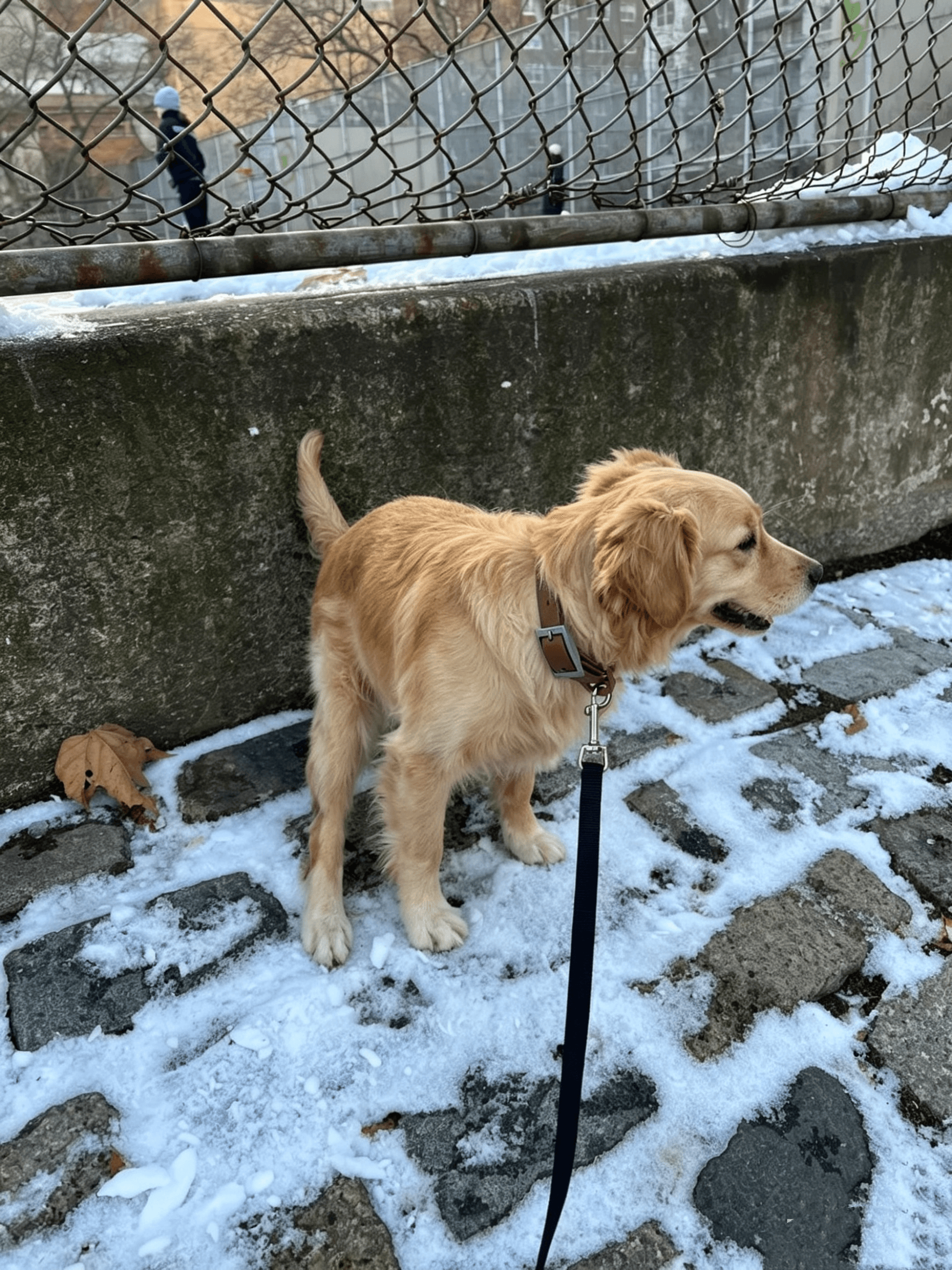 Golden Retriever in snow wearing a brown MoonianPet waterproof dog collar — coated webbing handles all weather conditions year round