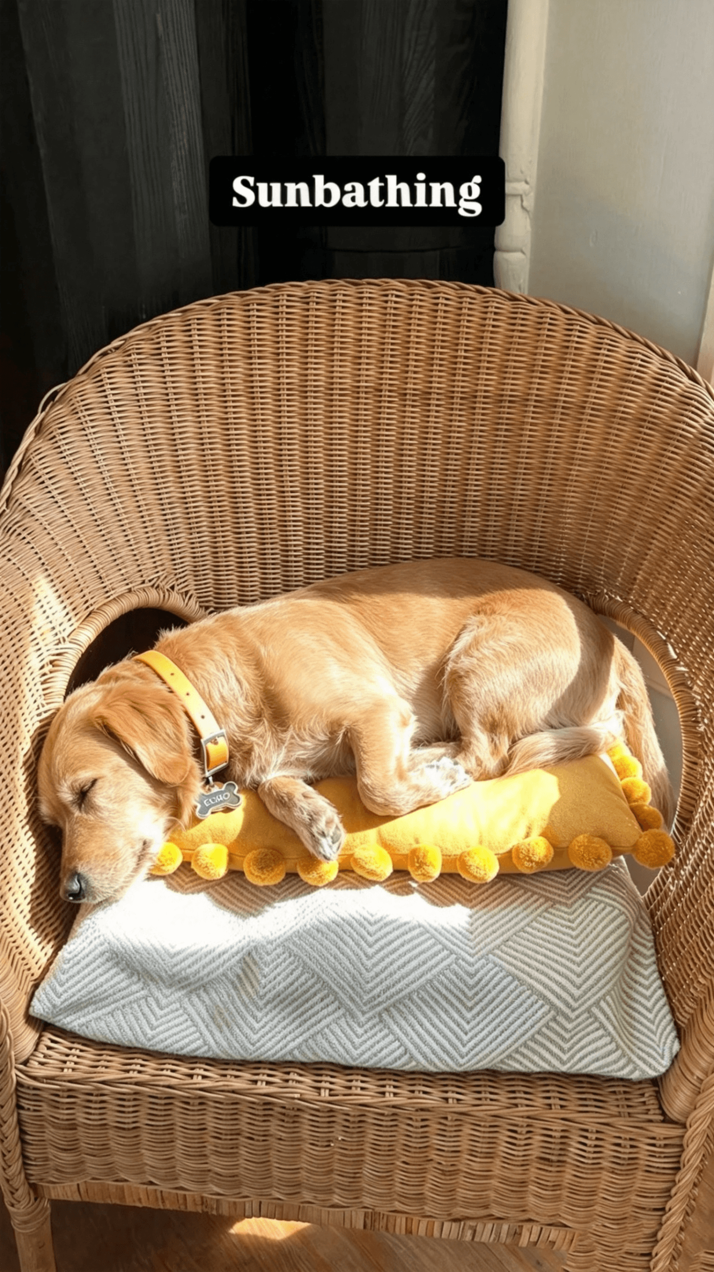 Golden Retriever sunbathing outdoors wearing a yellow MoonianPet waterproof dog collar — high visibility colour suits active outdoor dogs