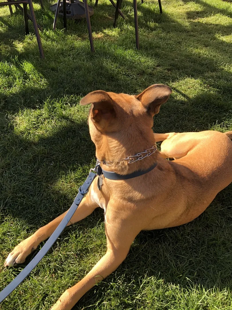 Large dog wearing a navy MoonianPet waterproof dog collar on grass — smooth coated webbing stays comfortable even for big active breeds