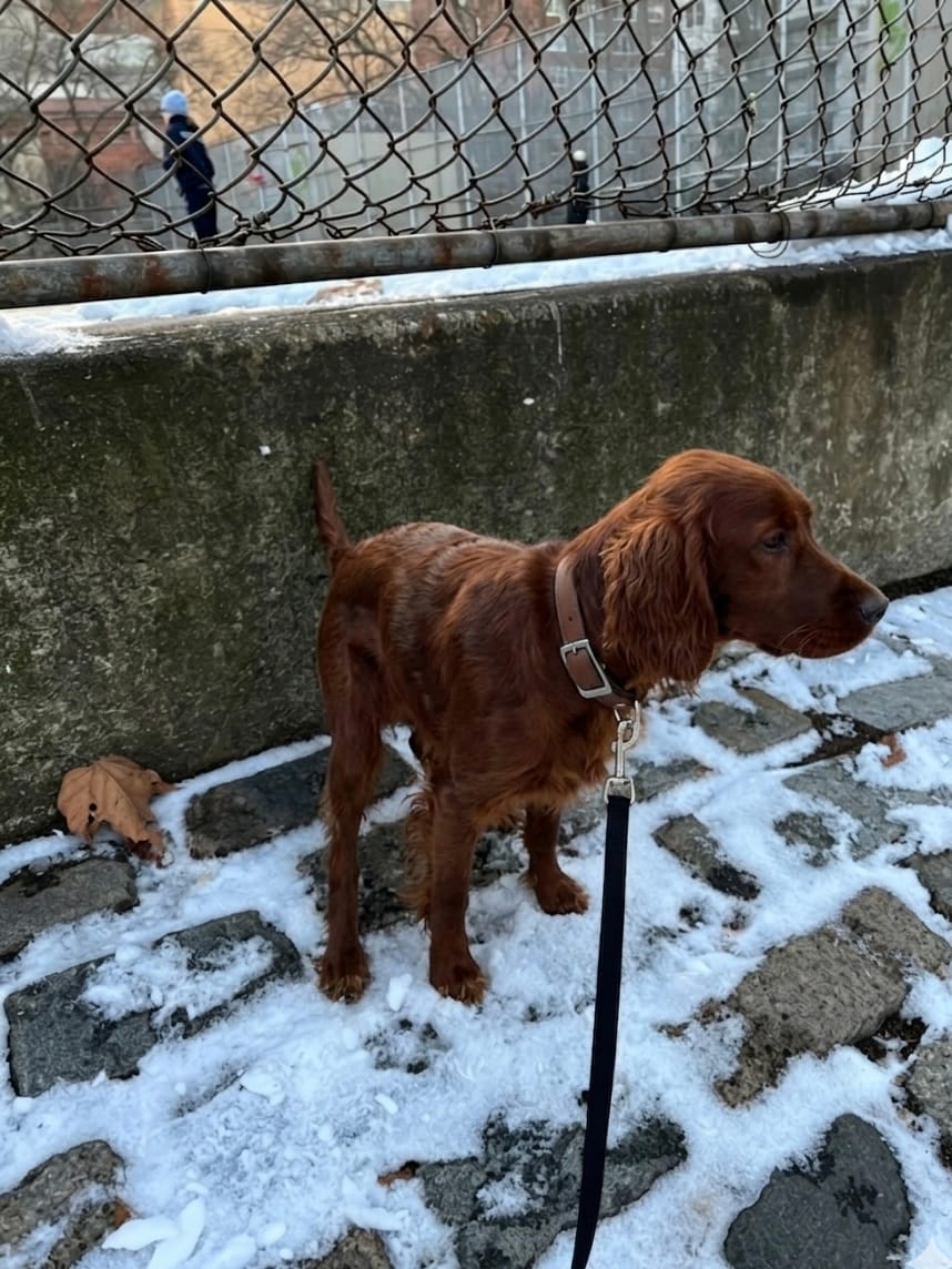 Brown dog wearing a brown MoonianPet waterproof collar and black leash on a snowy path — fully waterproof PVC-coated collar in wet winter outdoor conditions