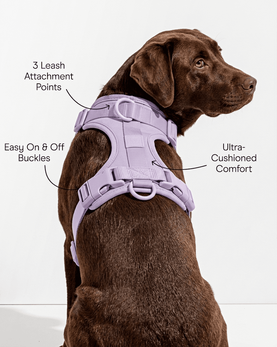 Labrador wearing a purple comfort-fit no-pull dog harness, showcasing the soft padding, adjustable straps, and overall comfortable design for large dogs