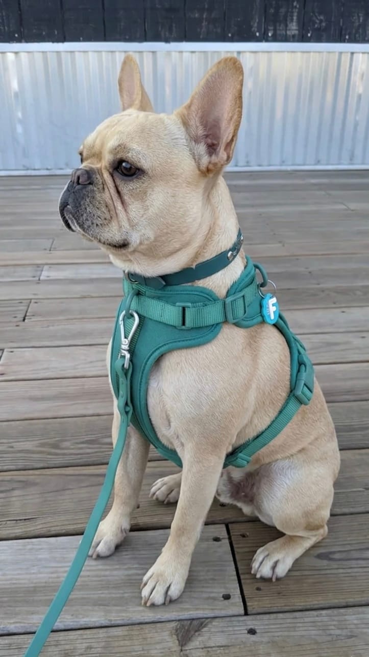 French Bulldog wearing a green MoonianPet no-pull harness with matching leash — correctly fitted with chest strap centered and front D-ring in position