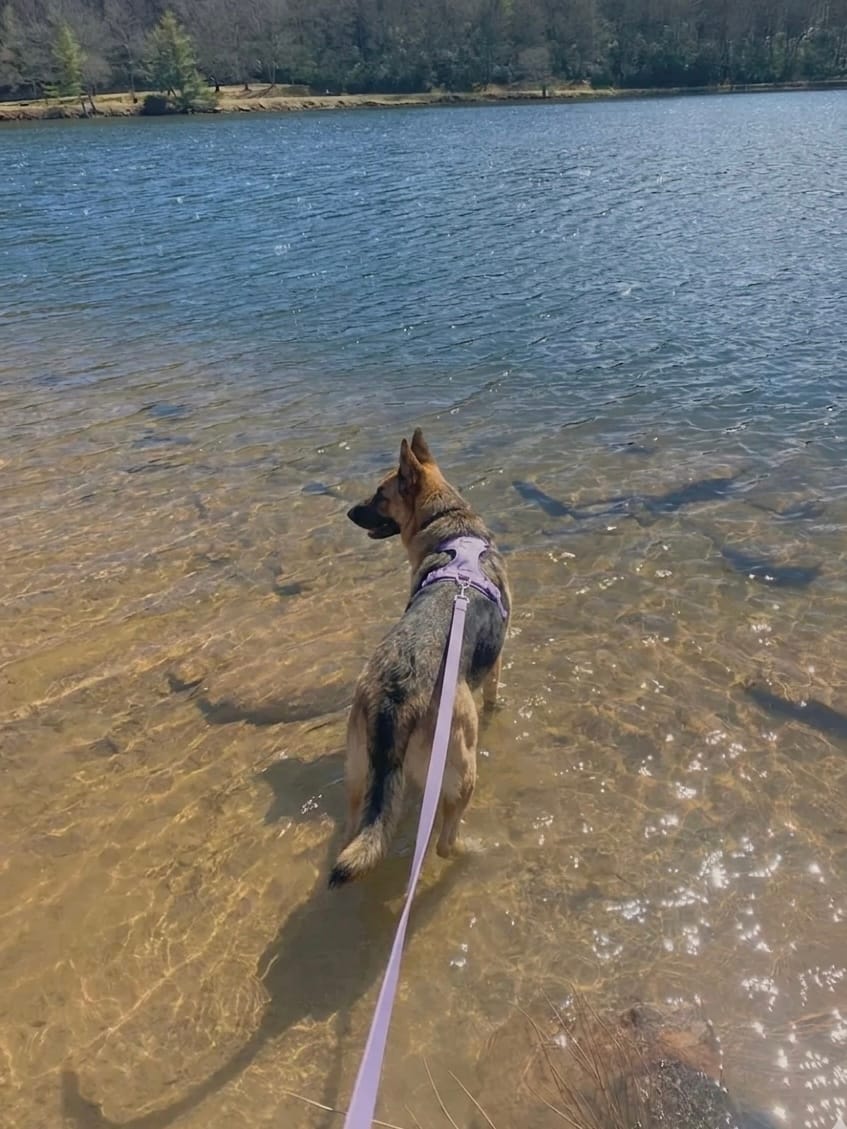 German Shepherd wearing a purple MoonianPet no-pull harness and leash set standing in a lake — waterproof large dog harness for active outdoor use