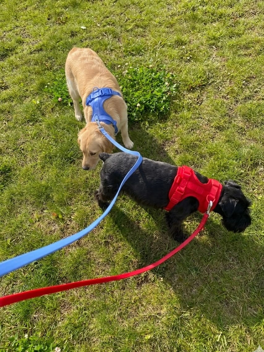 Golden Retriever and black dog both wearing MoonianPet no-pull harnesses on grass — large breed dogs with correctly fitted no-pull harnesses