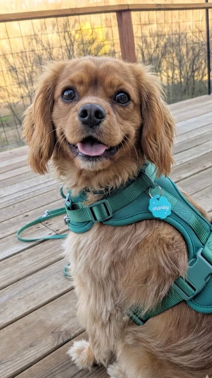 Cavalier King Charles Spaniel wearing a green MoonianPet no-pull harness and leash outdoors — real dog owner photo showing no-pull harness fit