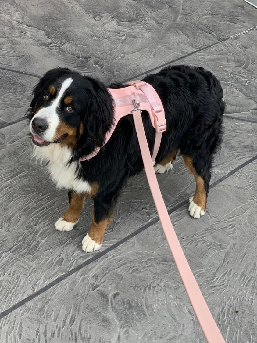 Bernese Mountain Dog wearing a pink MoonianPet no-pull walking harness and leash — large breed dog walking harness on outdoor walk