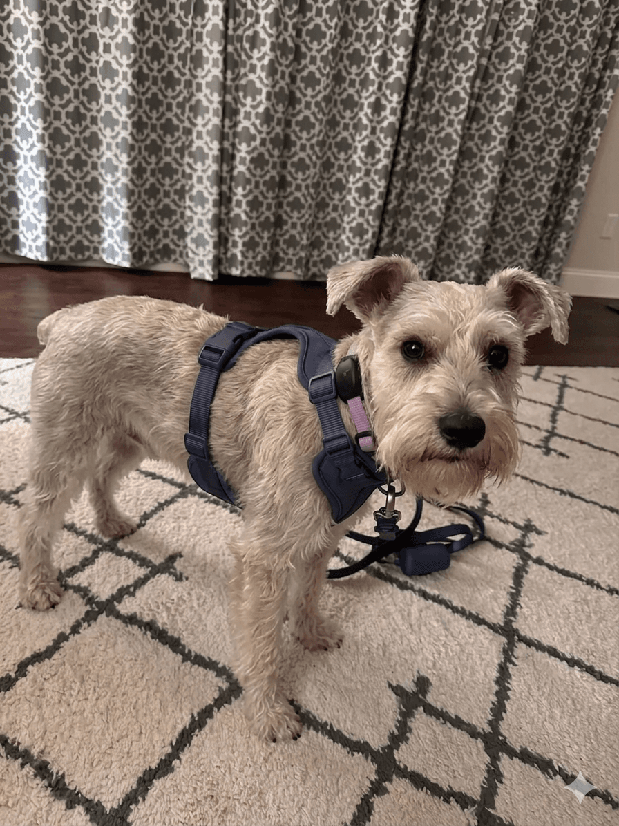 Schnauzer wearing a navy MoonianPet no-pull walking harness indoors — correctly fitted small to medium breed walking harness with front D-ring