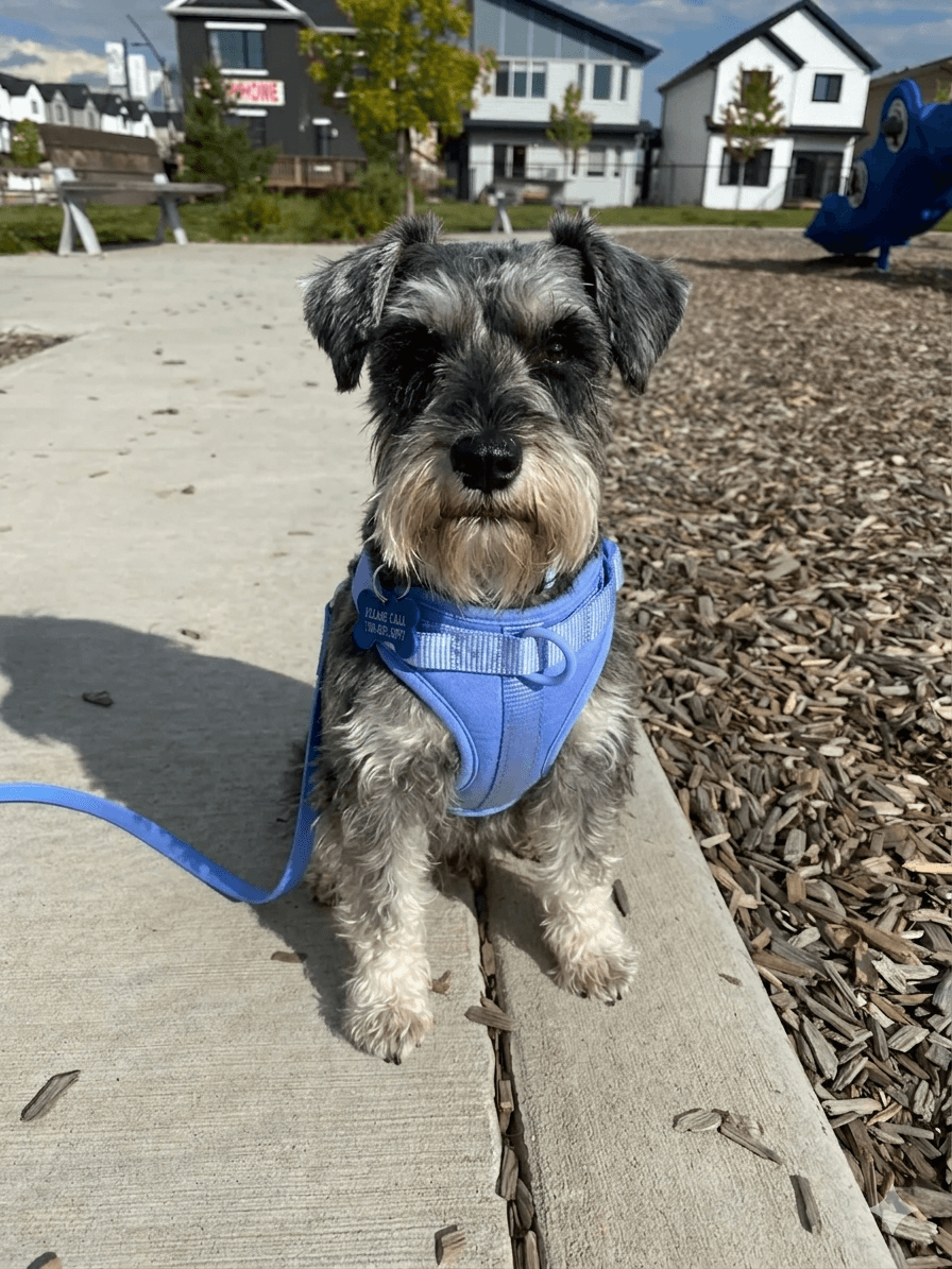 Schnauzer wearing a sky blue MoonianPet no-pull harness and leash on a deck — dual-clip no-pull harness with neoprene padding for daily walking