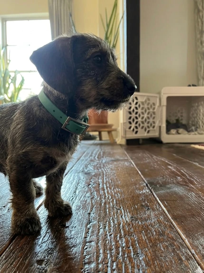 Doodle wearing a green MoonianPet waterproof dog collar indoors — smooth non-porous surface stays clean and odour free after outdoor adventures and swimming