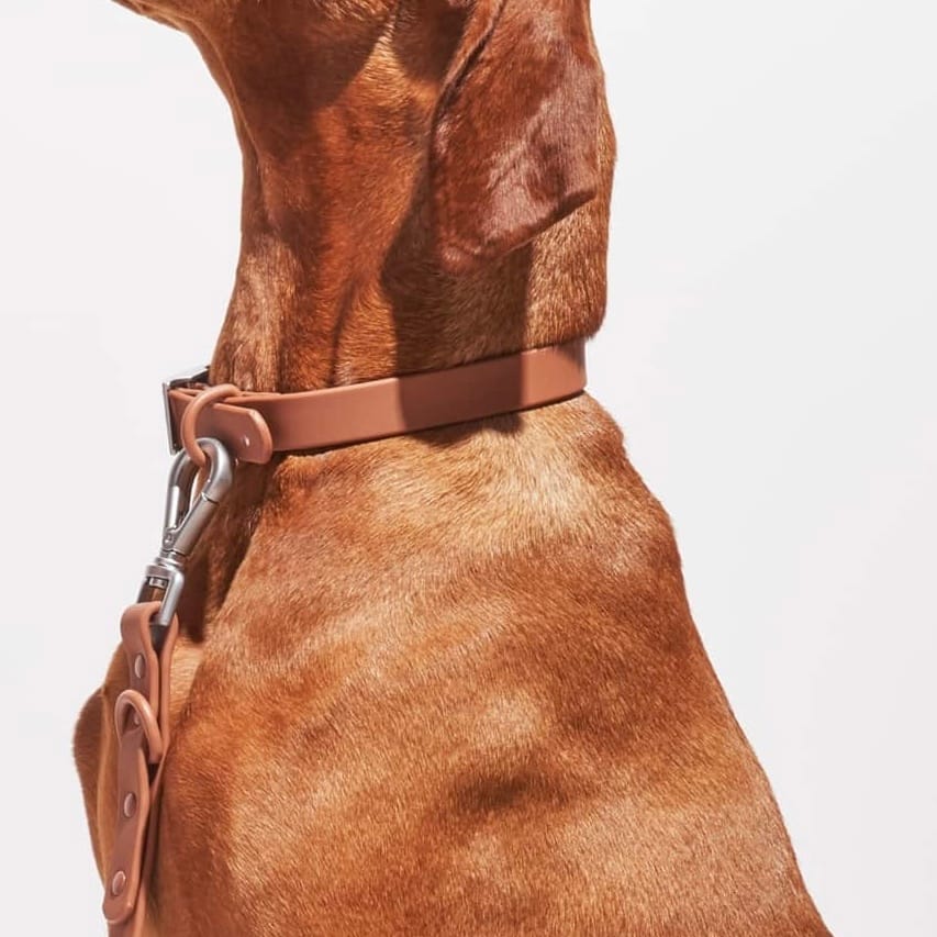 Brown MoonianPet waterproof coated webbing collar worn on a dog's neck — showing collar width and smooth surface texture