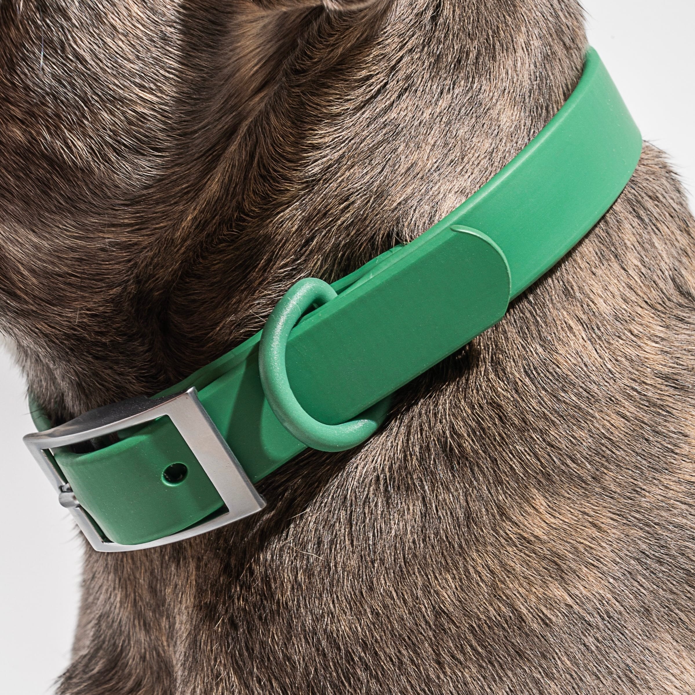 Green MoonianPet waterproof coated webbing dog collar on dog's neck — smooth non-porous surface is gentler on skin than rough nylon weave