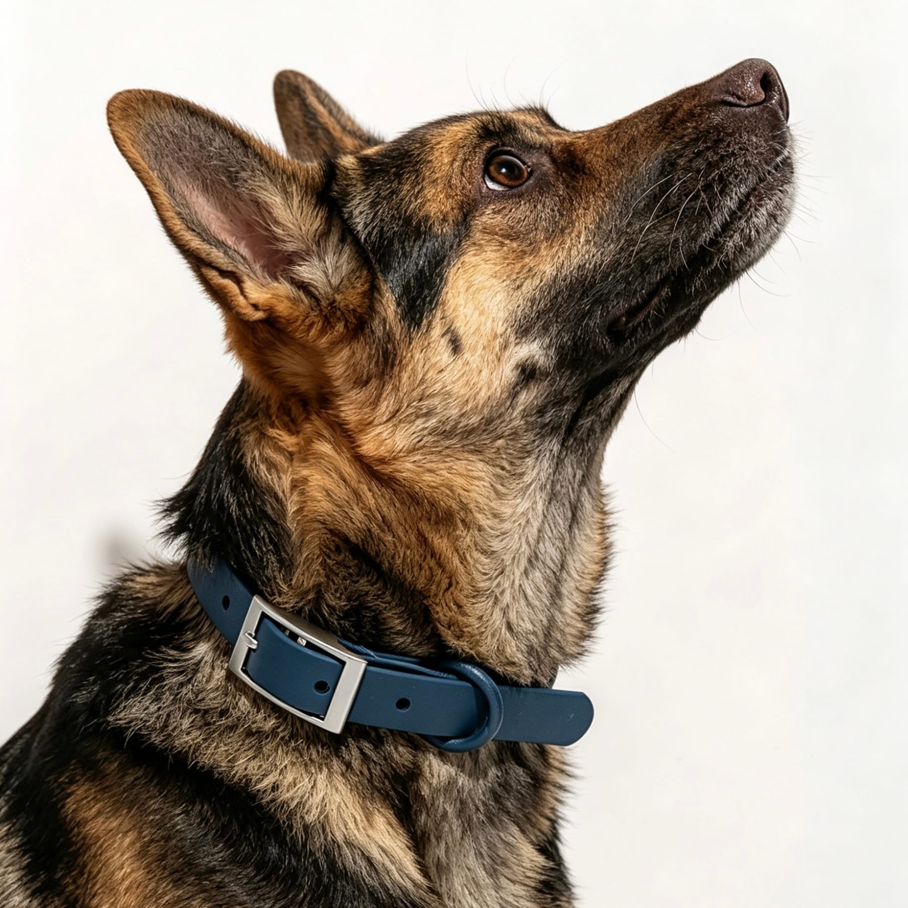 MoonianPet waterproof dog collar in navy worn by german shepherd — adjustable coated webbing collar