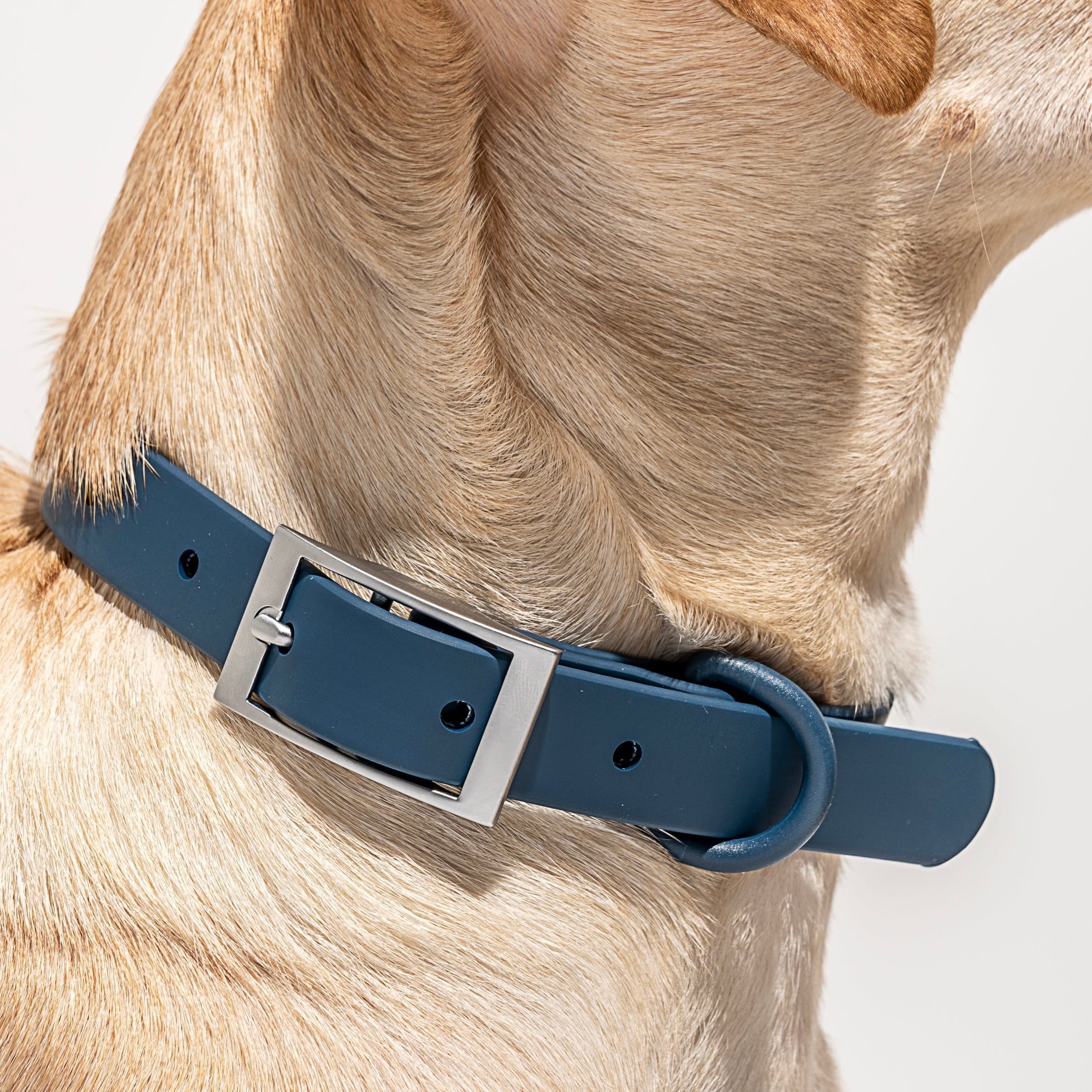 Close-up of a dog's neck wearing a navy waterproof coated webbing collar from MoonianPet, showing correct collar fit and positioning