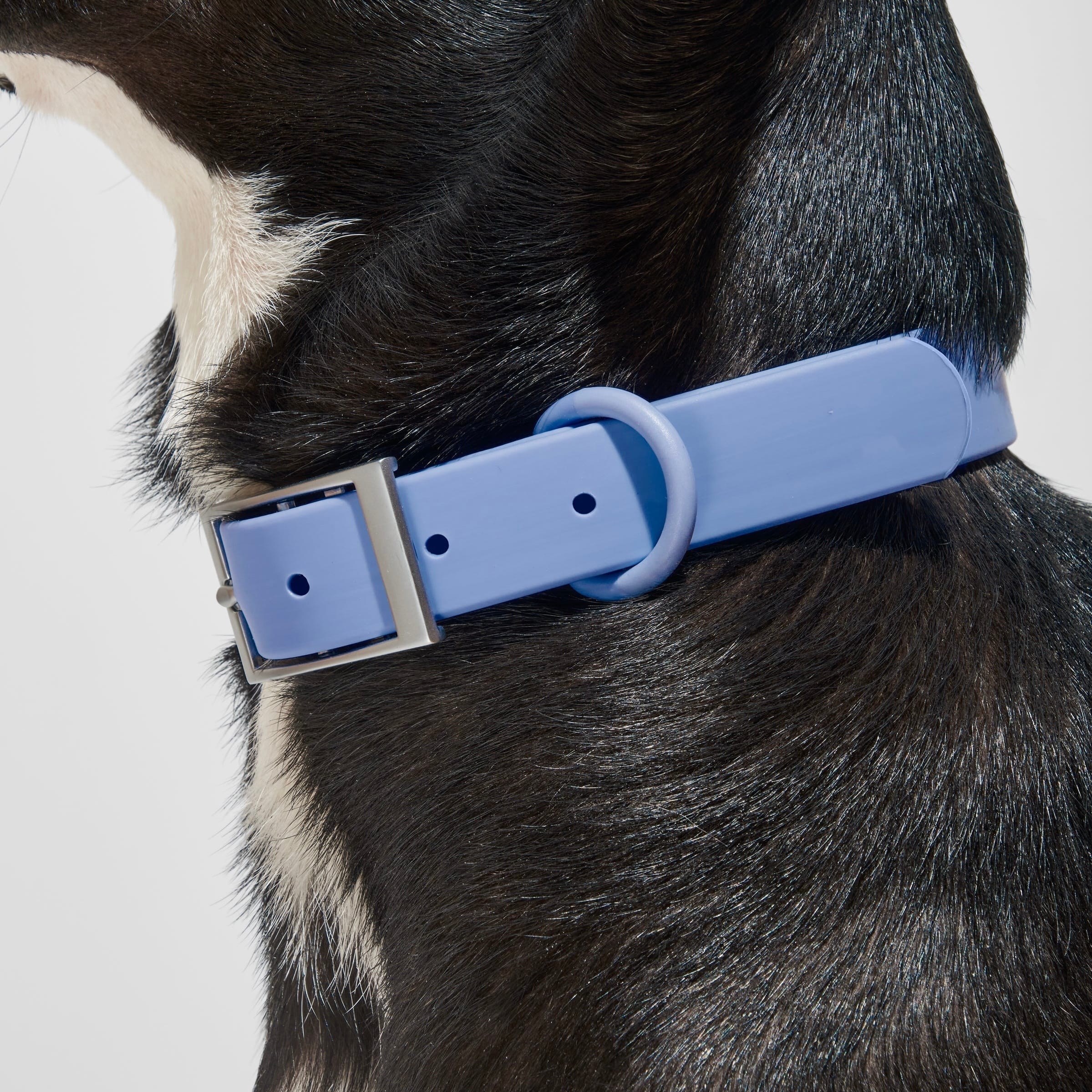 Sky blue MoonianPet waterproof coated webbing dog collar worn close to neck — non-porous surface repels water and prevents odor after swimming