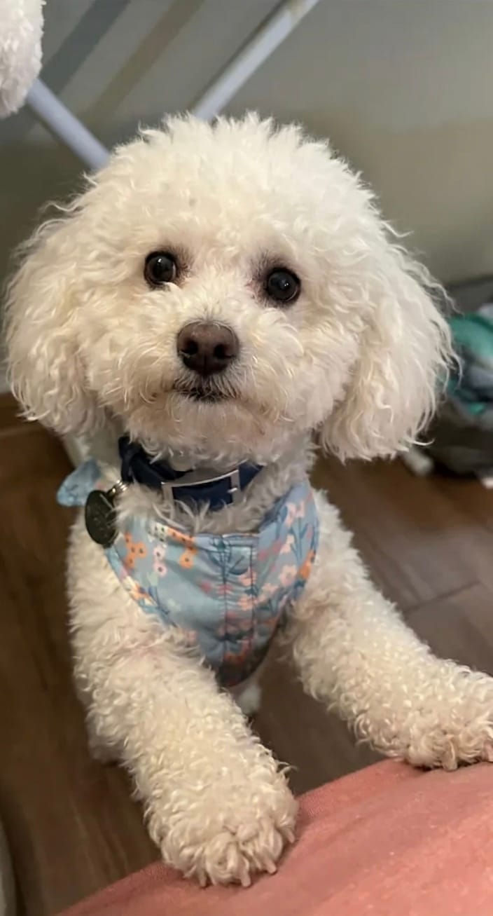 White Poodle wearing a navy MoonianPet waterproof collar sitting indoors — correctly fitted dog collar demonstrating two-finger rule on small breed