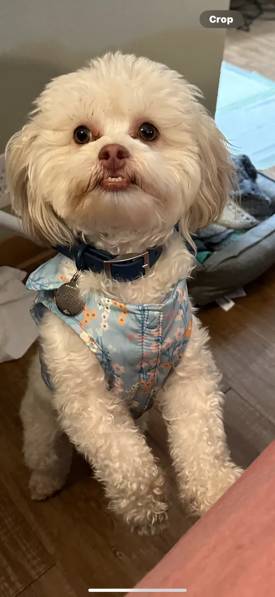 White poodle wearing a navy MoonianPet waterproof dog collar indoors — lightweight collar suits smaller breeds and calm walkers