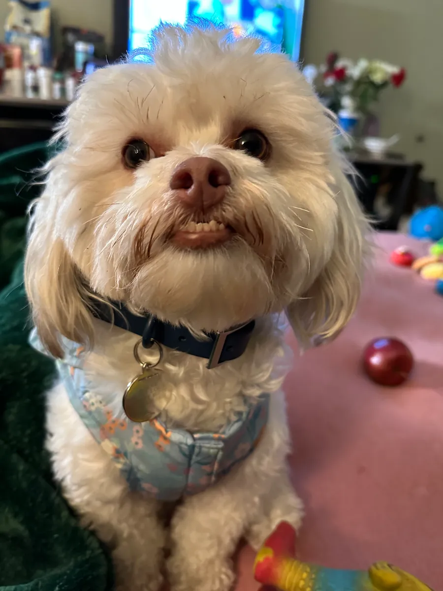 White Poodle wearing a navy MoonianPet waterproof dog collar — smooth coated webbing available in XS to XL suits all breeds and sizes