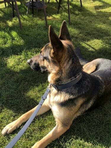 MoonianPet Waterproof Collar & Leash Set — Save $8 photo review