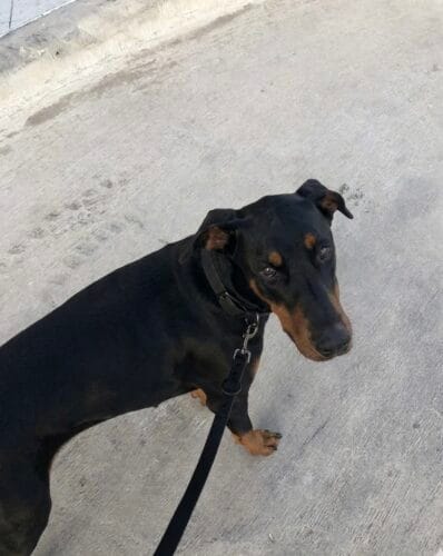 MoonianPet Waterproof Collar & Leash Set — Save $8 photo review