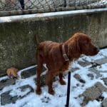 MoonianPet Waterproof Dog Collar — 5 Sizes & 11 Colors photo review