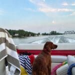 MoonianPet Waterproof Dog Collar — 5 Sizes & 11 Colors photo review