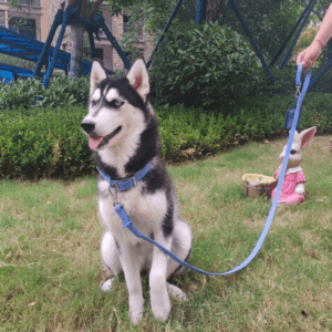 moonian waterproof dog leash – odor proof, heavy duty pvc coated