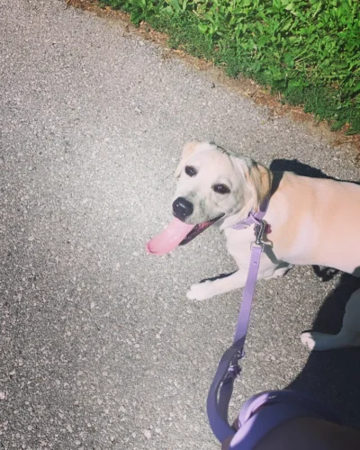 MoonianPet Waterproof Collar & Leash Set — Save $8 photo review
