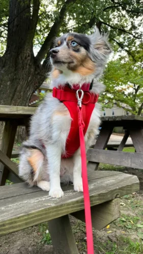 MoonianPet Dog Harness & Leash Set — No-Pull, Waterproof, 11 Colors photo review