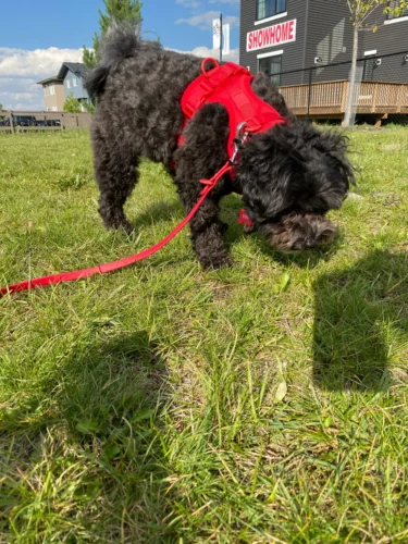 MoonianPet Dog Harness & Leash Set — No-Pull, Waterproof, 11 Colors photo review