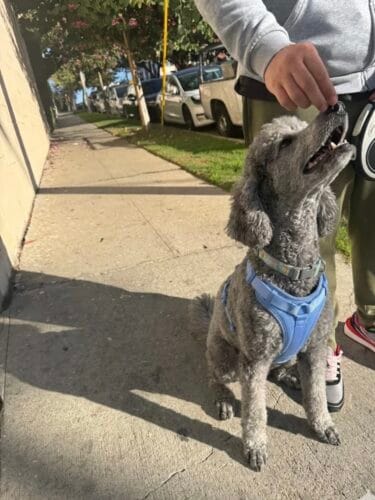 MoonianPet No-Pull Dog Harness — Neoprene Padded, 11 Colors photo review