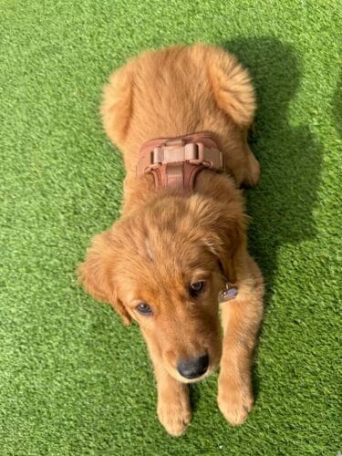 MoonianPet No-Pull Dog Harness — Neoprene Padded, 11 Colors photo review