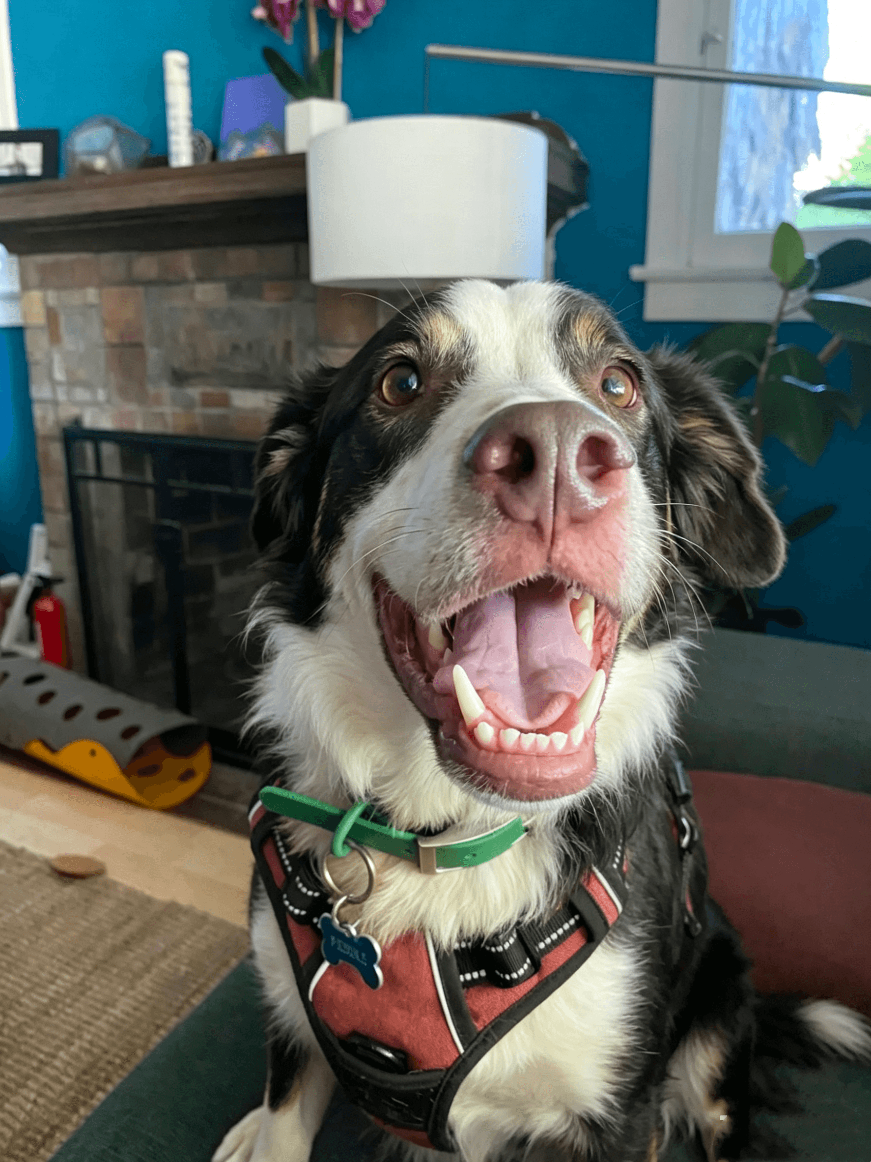 Happy dog wearing MoonianPet collar