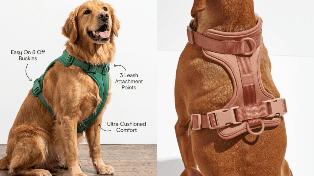 Best no-pull dog harness — MoonianPet neoprene padded harness on golden retriever showing front clip and back clip attachment points