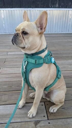 MoonianPet Dog Harness & Leash Set — No-Pull, Waterproof, 11 Colors photo review