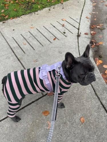 MoonianPet No-Pull Dog Harness — Neoprene Padded, 11 Colors photo review