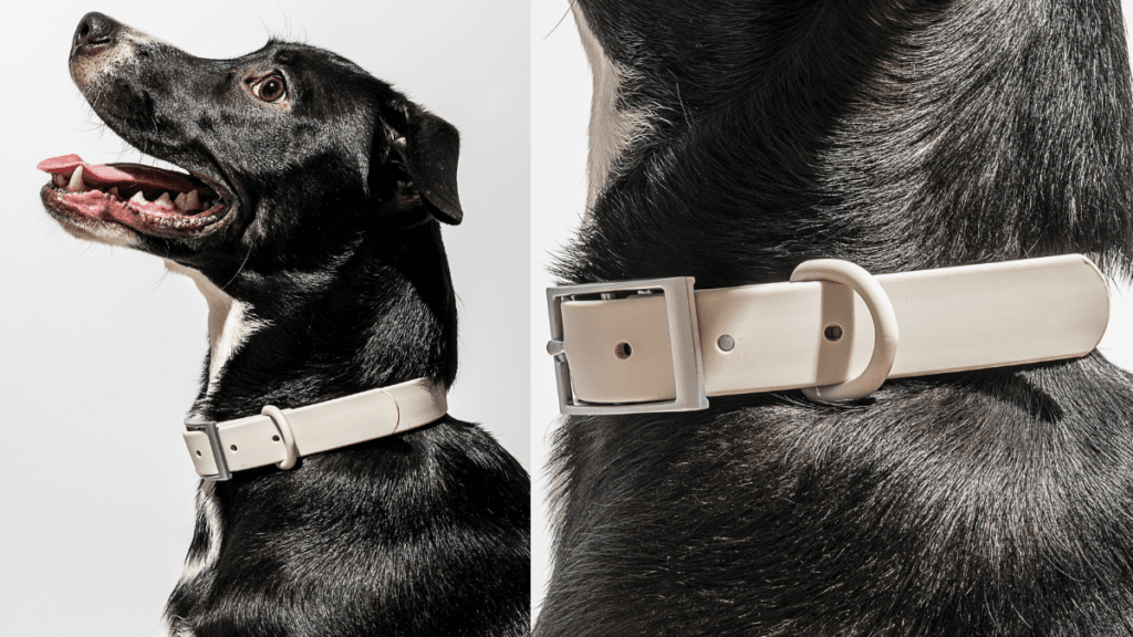 How to clean a dog collar — MoonianPet waterproof coated webbing collar being wiped clean with a damp cloth after outdoor use