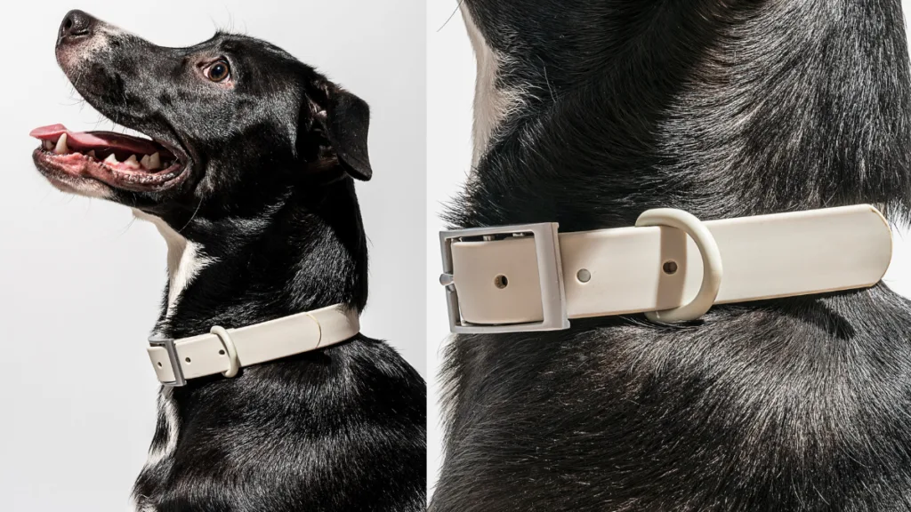 How to clean a dog collar — MoonianPet waterproof coated webbing collar being wiped clean with a damp cloth after outdoor use