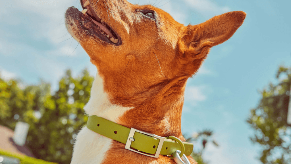 Basenji dog wearing a green BioThane-style waterproof dog collar outdoors — smooth coated webbing surface stays clean and odour-free unlike leather collars