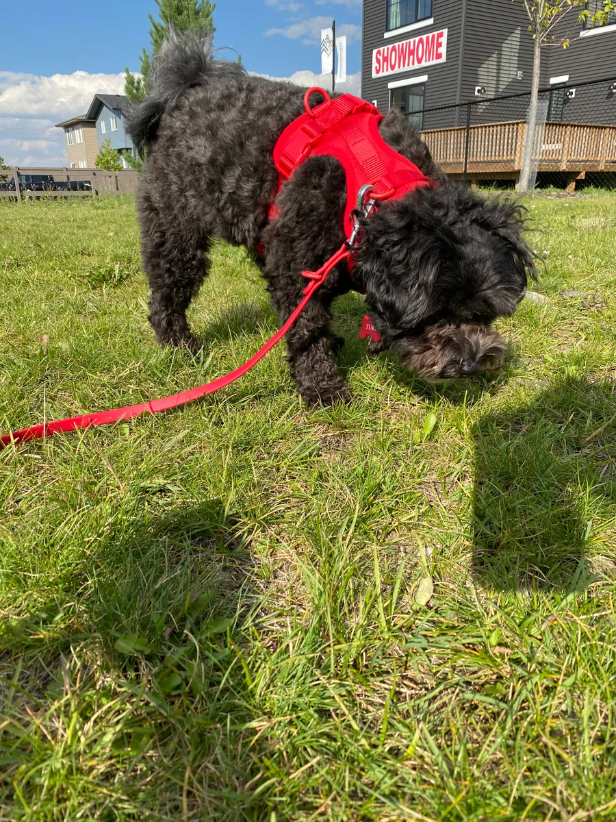 Black poodle with red waterproof dog leash outdoor