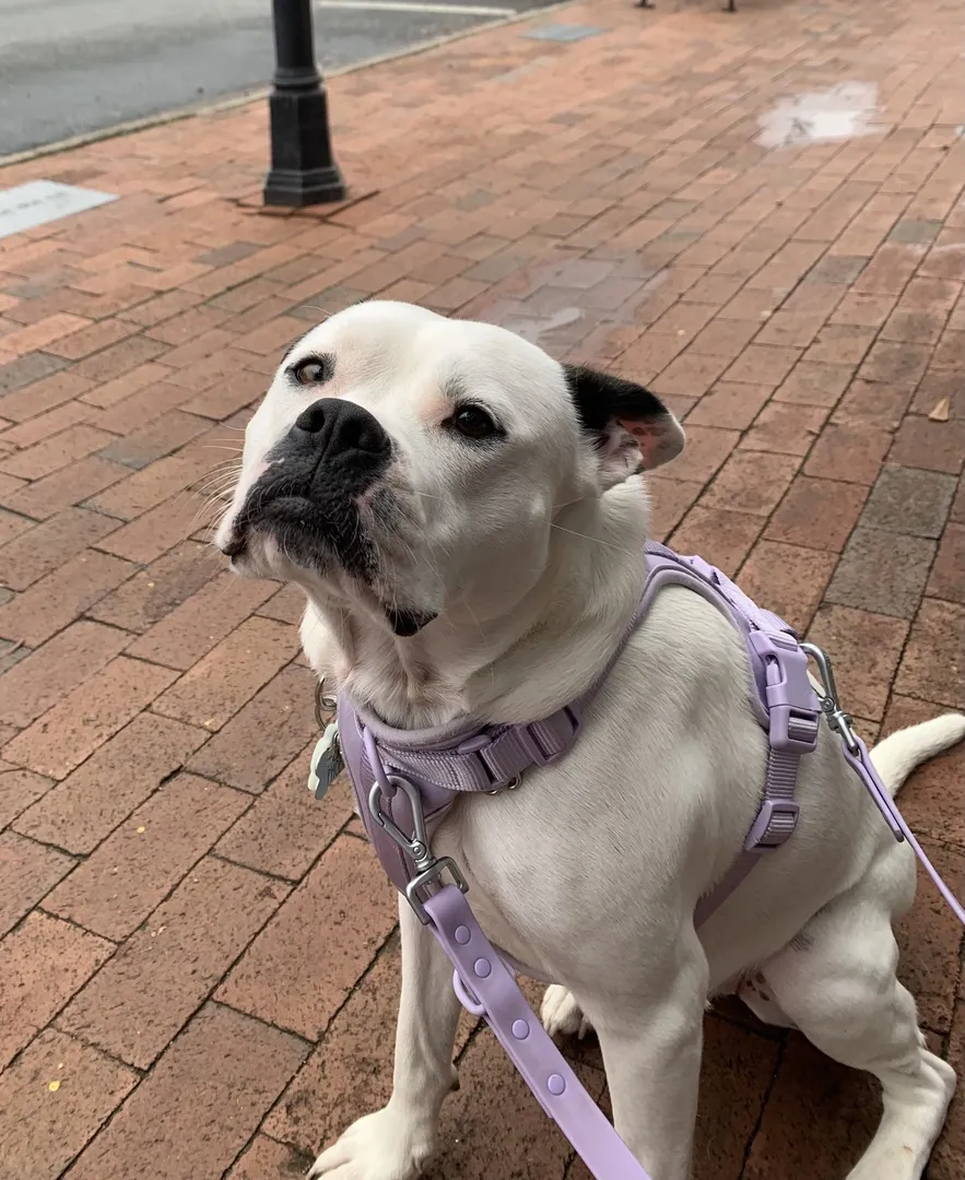 Bulldog with purple waterproof leash outdoor