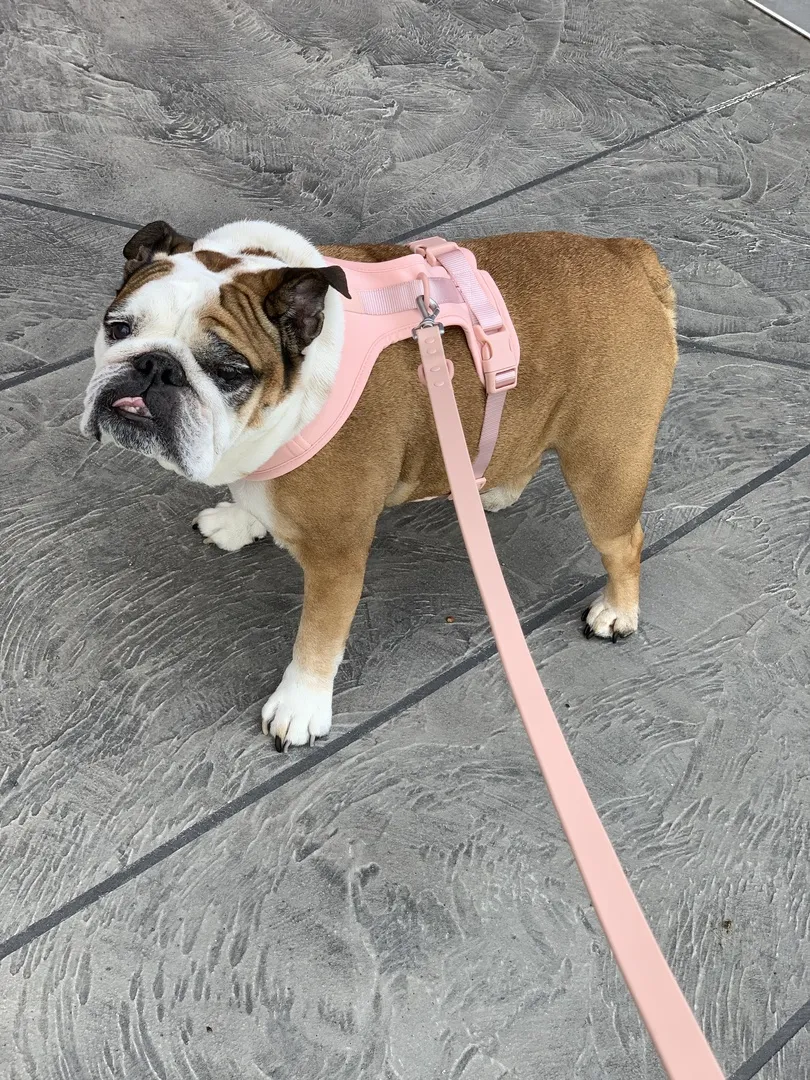 English bulldog with pink waterproof leash outdoor