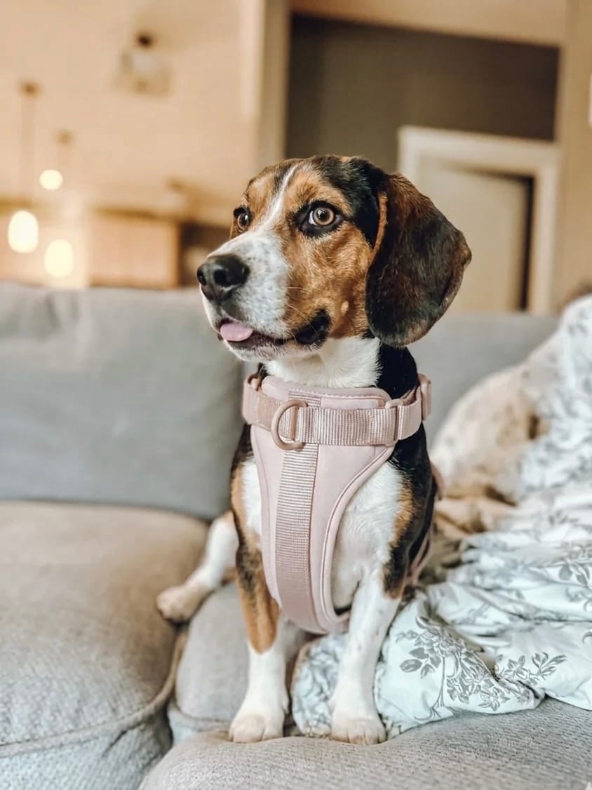 Beagle wearing a pink MoonianPet no-pull dog harness sitting indoors — well-fitted small to medium dog harness with neoprene chest padding