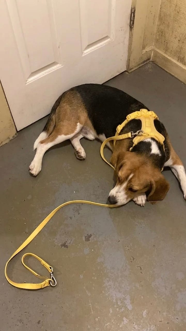 Beagle wearing a yellow MoonianPet waterproof coated webbing dog collar — BioThane-style material with premium leather-like appearance and feel