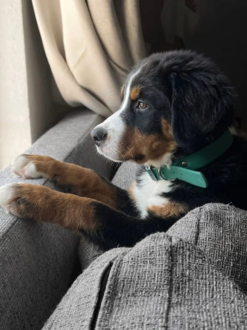 Bernese Mountain Dog puppy wearing a green MoonianPet waterproof dog collar indoors — collars are suitable for puppies for ID tag wear while harnesses work better for lead training