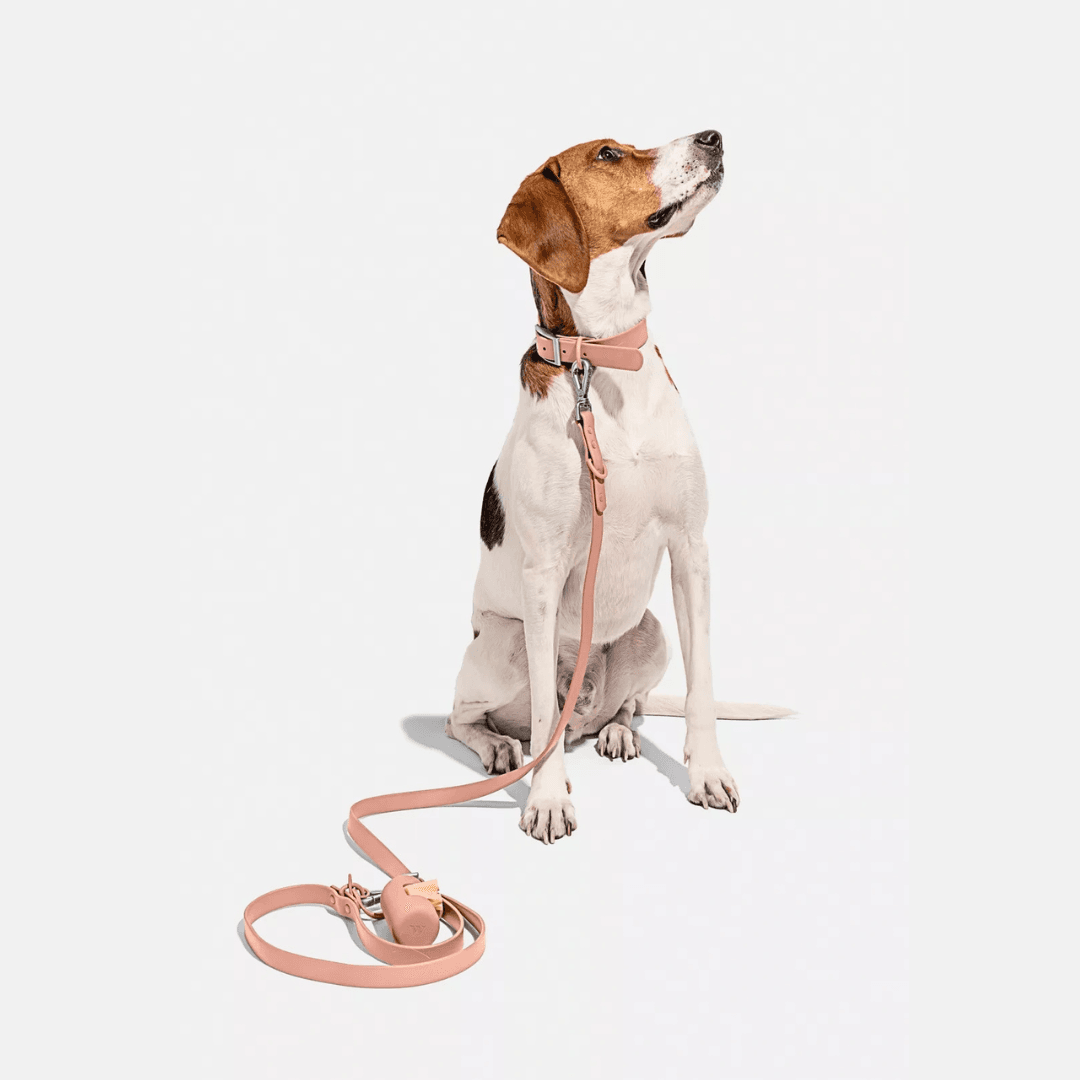 Pink MoonianPet waterproof collar and leash set on hound dog — matching coated webbing