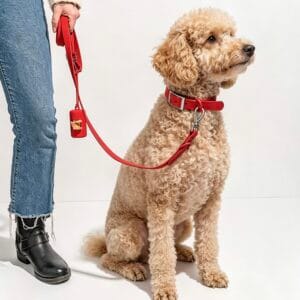 Red MoonianPet waterproof collar and leash set on Poodle — matching coated webbing